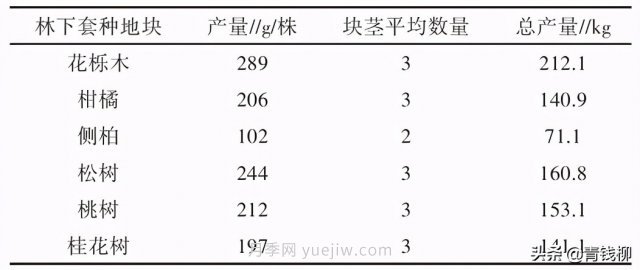 不同樹種林下套種黃精種植技術初探(圖3)