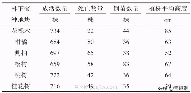 不同樹種林下套種黃精種植技術初探(圖1)