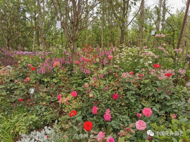 第十屆花博會(huì)，＂中州花語 盛世繁華＂演繹河南文化(圖2)