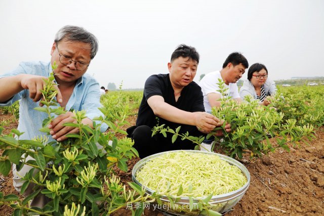 南陽(yáng)中藥材：種植金銀花 致富“好藥方”(圖2)