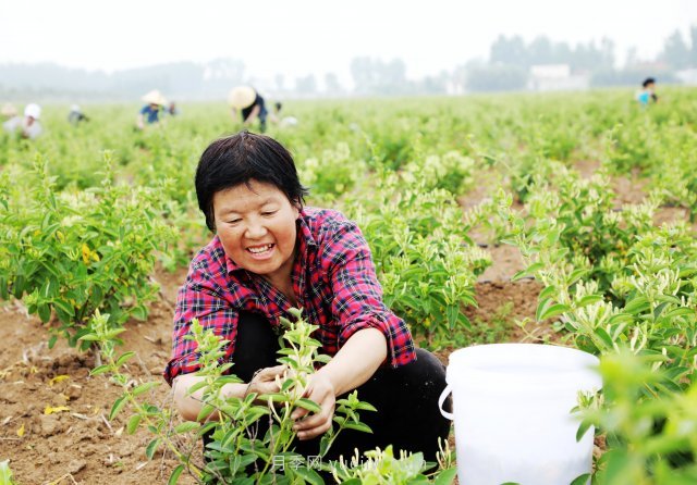 南陽(yáng)中藥材：種植金銀花 致富“好藥方”(圖3)