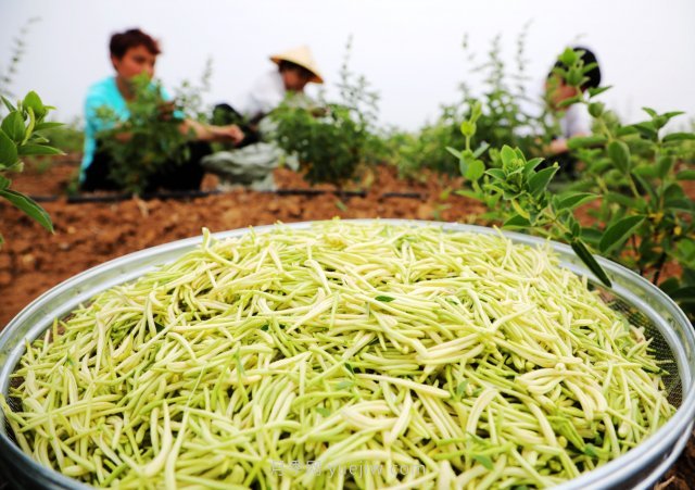南陽(yáng)中藥材：種植金銀花 致富“好藥方”(圖1)
