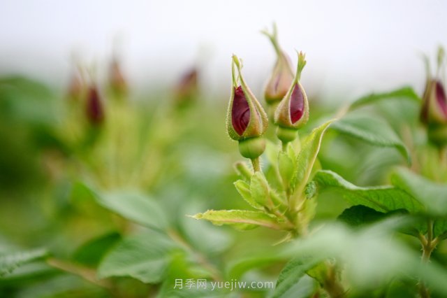 南陽(yáng)臥龍：謝莊鎮(zhèn)玫瑰產(chǎn)業(yè) 特色產(chǎn)品前景闊(圖2)