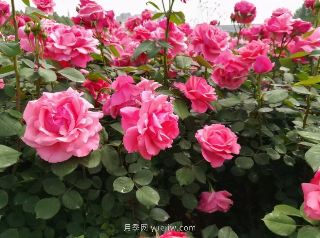 月季追求盛花效果，兩種方法教給你，花苞同時綻放(圖1)