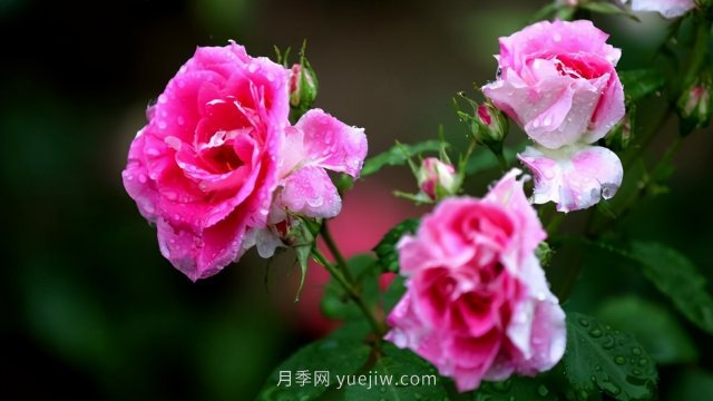 15條月季小知識，對栽培養(yǎng)護有很大的幫助(圖3)