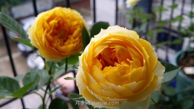 15條月季小知識，對栽培養(yǎng)護有很大的幫助(圖2)