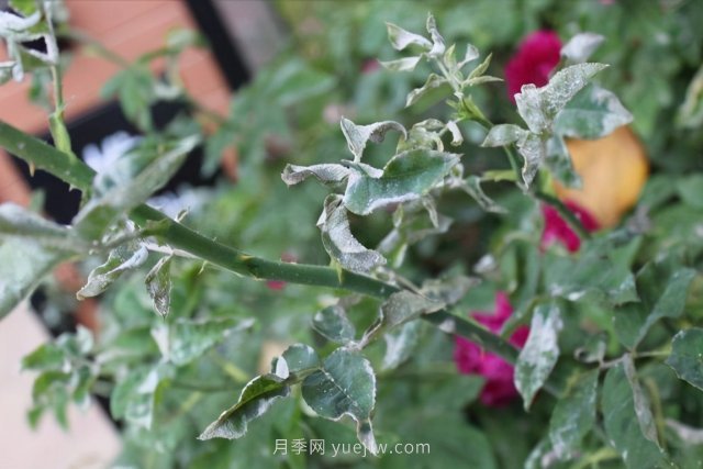 月季白粉??？傷害大不大？防治簡單，治療困難(圖1)