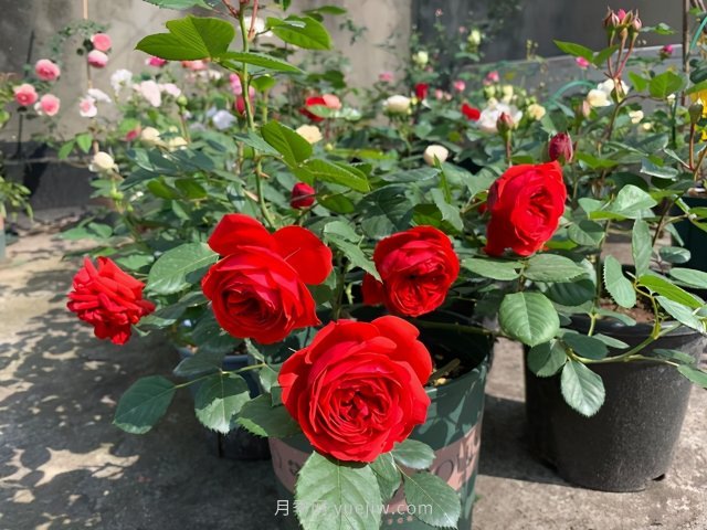 推薦夏季高溫耐曬的4種月季，花朵不散還勤花(圖2)