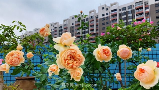 推薦夏季高溫耐曬的4種月季，花朵不散還勤花(圖4)