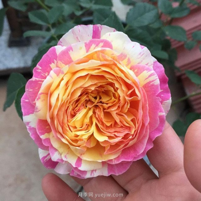 推薦夏季高溫耐曬的4種月季，花朵不散還勤花(圖1)