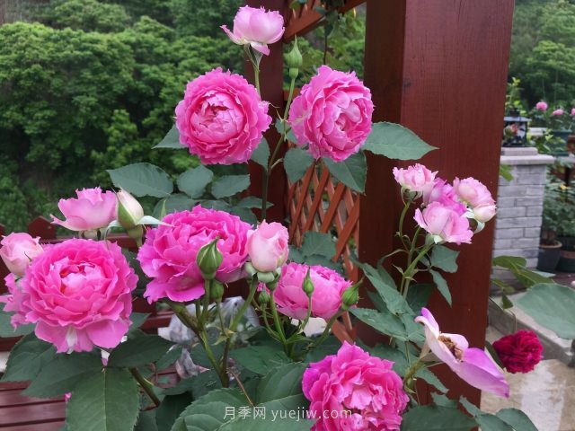 推薦夏季高溫耐曬的4種月季，花朵不散還勤花(圖3)