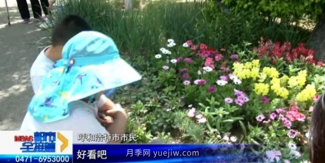 呼和浩特小黑河賞花勝地！20千米觀景帶3000多株月季花......(圖2)