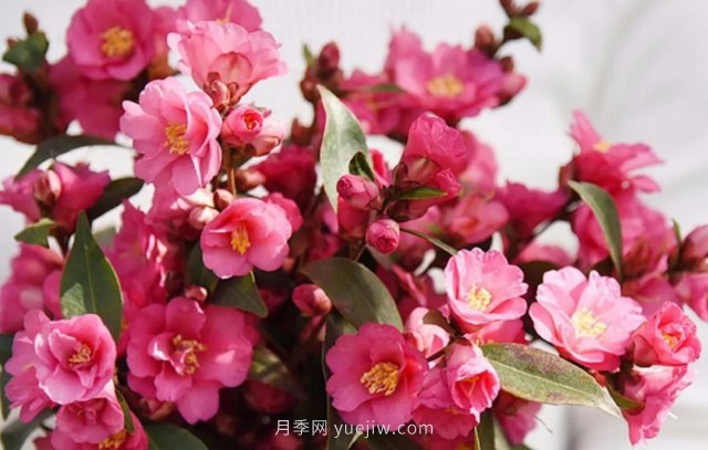 茶花養(yǎng)護(hù)就這么做，開花大又艷(圖1)