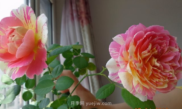 推薦適合夏天養(yǎng)的5種月季花，花量大不怕曬(圖1)