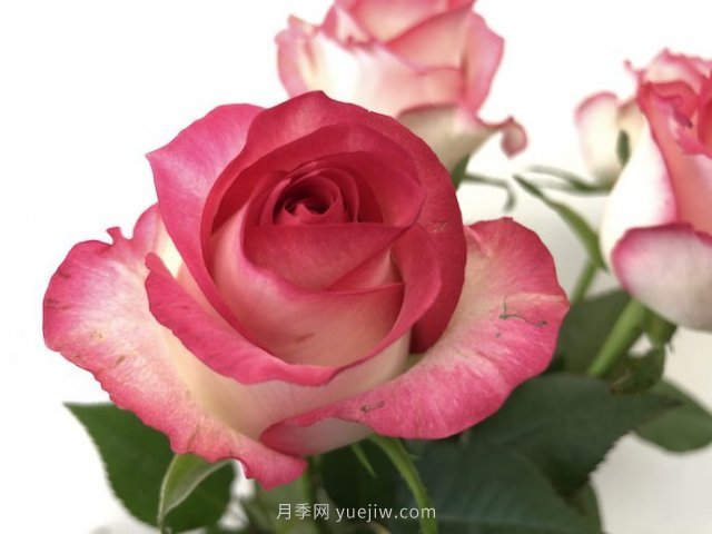 朱米莉亞月季，花開媲美玫瑰(圖1)