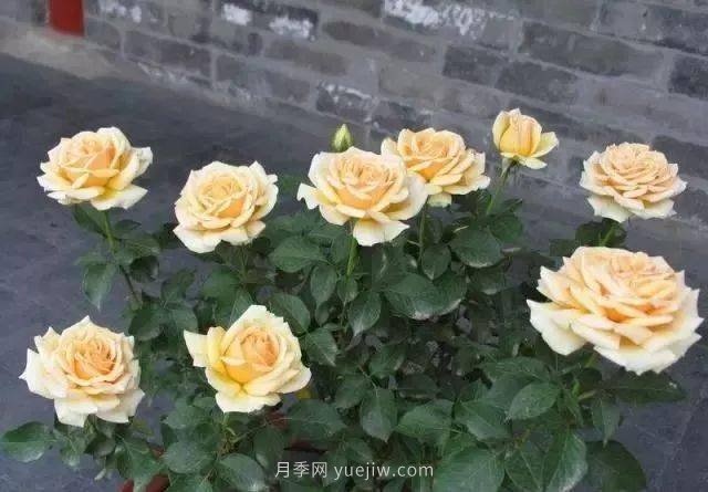夏天月季養(yǎng)護(hù)4大“禁忌”要牢記，一定要注意(圖1)