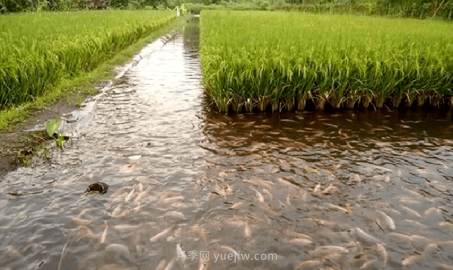 稻田適合養(yǎng)殖什么魚？漁業(yè)養(yǎng)殖專家是這樣分析的(圖1)