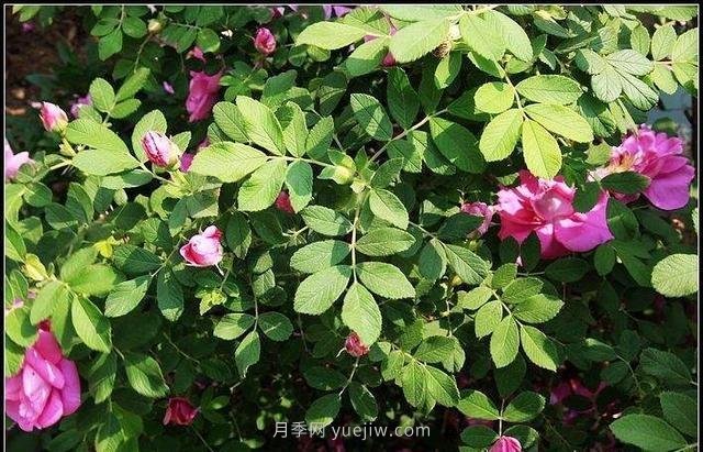 玫瑰、月季有區(qū)別？原來這么容易區(qū)分，一看就懂(圖5)