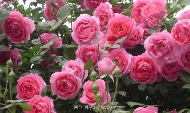 玫瑰、月季有區(qū)別？原來這么容易區(qū)分，一看就懂(圖7)
