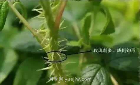 玫瑰、月季有區(qū)別？原來這么容易區(qū)分，一看就懂(圖3)