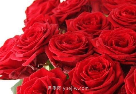 玫瑰、月季有區(qū)別？原來這么容易區(qū)分，一看就懂(圖1)