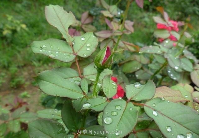 玫瑰、月季有區(qū)別？原來這么容易區(qū)分，一看就懂(圖6)