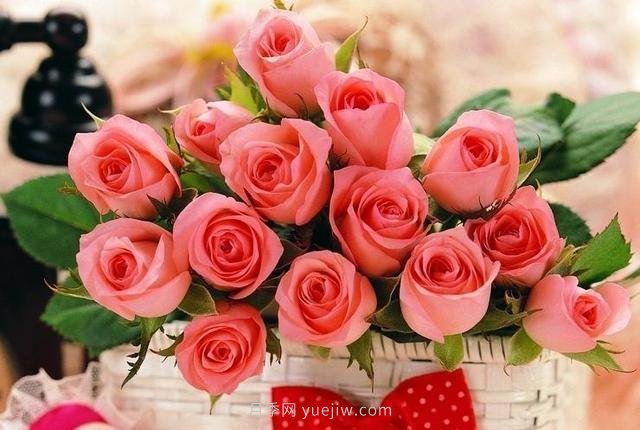 玫瑰、月季有區(qū)別？原來這么容易區(qū)分，一看就懂(圖9)