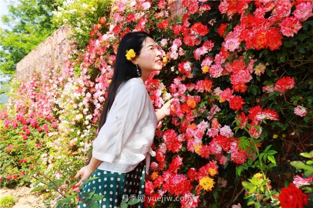 鄭州伏羲山百畝玫瑰花盛放，上萬株玫瑰美成了畫(圖5)
