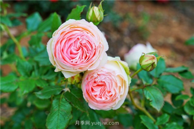 鄭州伏羲山百畝玫瑰花盛放，上萬株玫瑰美成了畫(圖3)