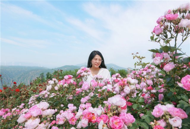 鄭州伏羲山百畝玫瑰花盛放，上萬株玫瑰美成了畫(圖7)