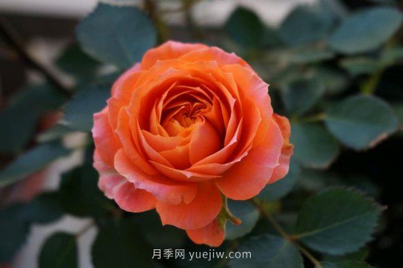 ***齊全的適合陽(yáng)臺(tái)養(yǎng)的月季品種系列，來(lái)看一看(圖5)