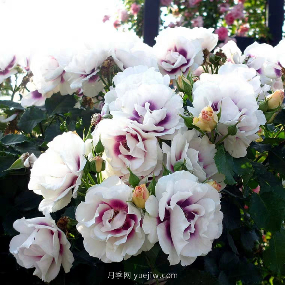 ***齊全的適合陽(yáng)臺(tái)養(yǎng)的月季品種系列，來(lái)看一看(圖6)