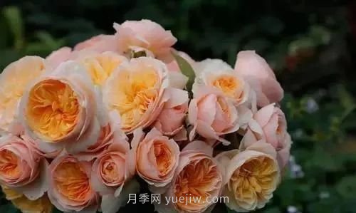 推薦花友必養(yǎng)的5大藤本月季和5大灌木月季品種，花美好養(yǎng)(圖7)