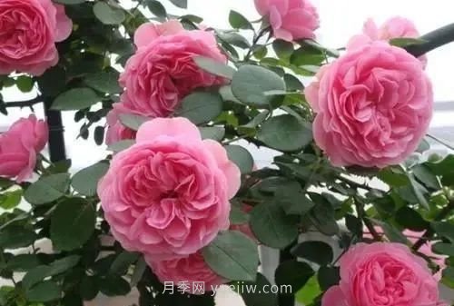 推薦花友必養(yǎng)的5大藤本月季和5大灌木月季品種，花美好養(yǎng)(圖4)