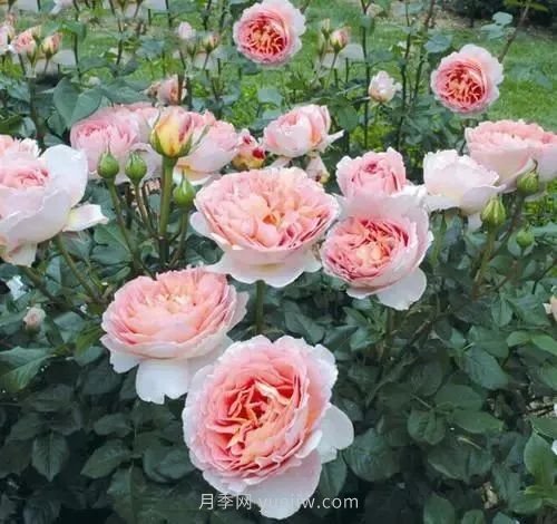 推薦花友必養(yǎng)的5大藤本月季和5大灌木月季品種，花美好養(yǎng)(圖2)