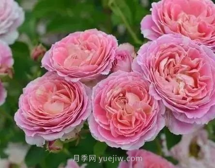 推薦花友必養(yǎng)的5大藤本月季和5大灌木月季品種，花美好養(yǎng)(圖9)