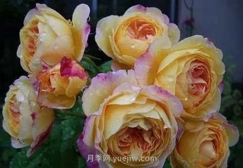 推薦花友必養(yǎng)的5大藤本月季和5大灌木月季品種，花美好養(yǎng)(圖8)