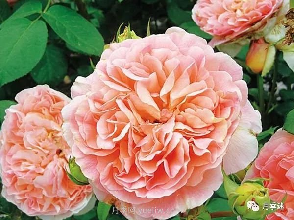 哪些月季耐寒？10大耐寒的藤本月季品種推薦(圖10)