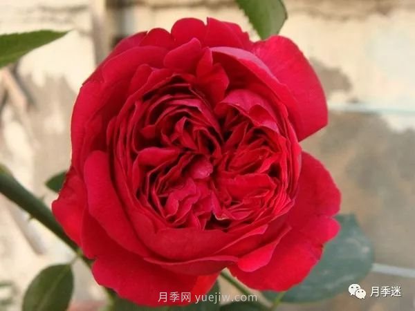 哪些月季耐寒？10大耐寒的藤本月季品種推薦(圖3)