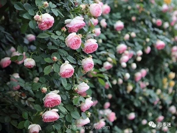 哪些月季耐寒？10大耐寒的藤本月季品種推薦(圖4)