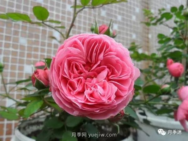 哪些月季耐寒？10大耐寒的藤本月季品種推薦(圖6)