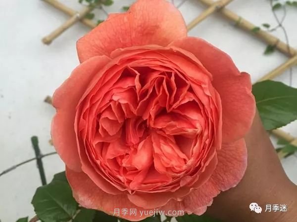 哪些月季耐寒？10大耐寒的藤本月季品種推薦(圖9)