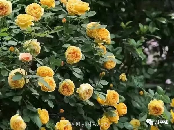 哪些月季耐寒？10大耐寒的藤本月季品種推薦(圖2)