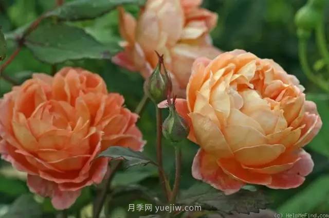 哪些月季耐曬？25大耐熱月季品種推薦(圖6)