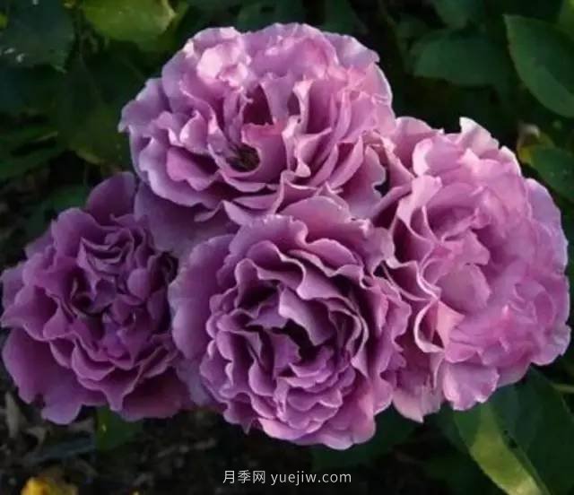 哪些月季耐曬？25大耐熱月季品種推薦(圖9)