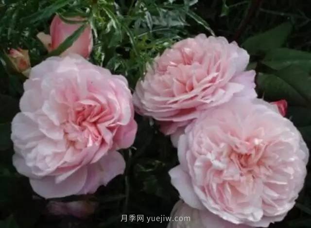 哪些月季耐曬？25大耐熱月季品種推薦(圖8)