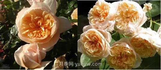 哪些月季耐曬？25大耐熱月季品種推薦(圖7)