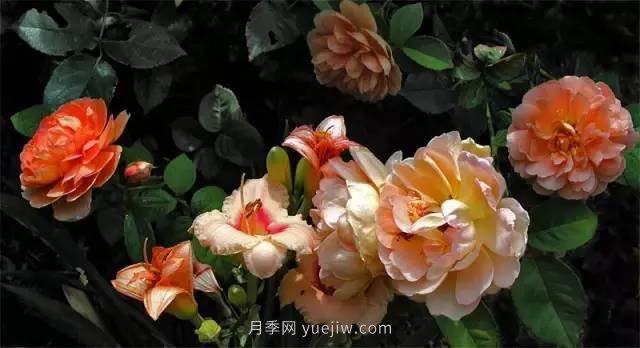 哪些月季耐曬？25大耐熱月季品種推薦(圖15)
