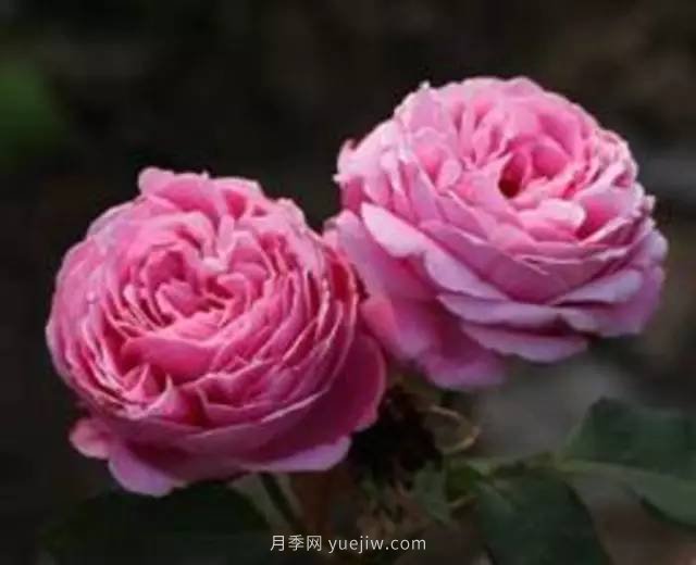 哪些月季耐曬？25大耐熱月季品種推薦(圖23)