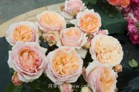 哪些月季耐曬？25大耐熱月季品種推薦(圖11)
